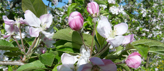 Pommiers en fleur