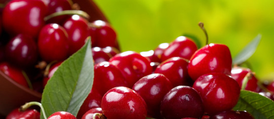 récolte de cerises